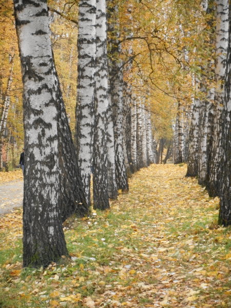 poezdka-v-yasnuyu-polyanu_