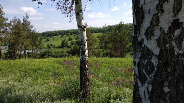 Практика восстановления энергии при работе с деревьями