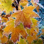 Осенняя прогулка