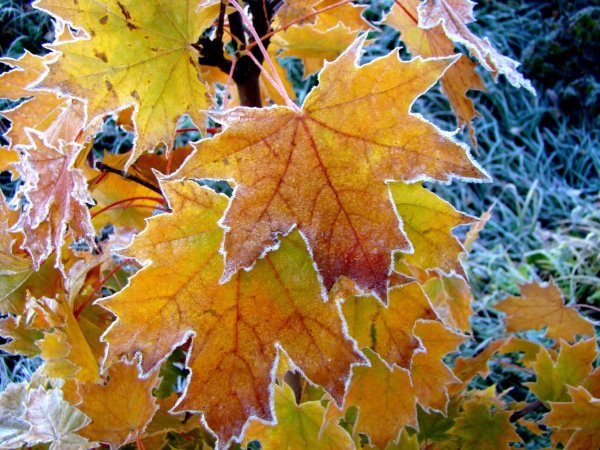 Осенняя прогулка