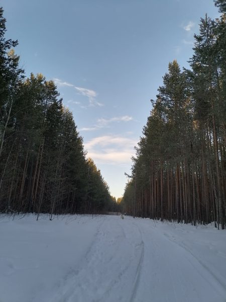 Тихий шепот Коми края: как природа победила тревогу