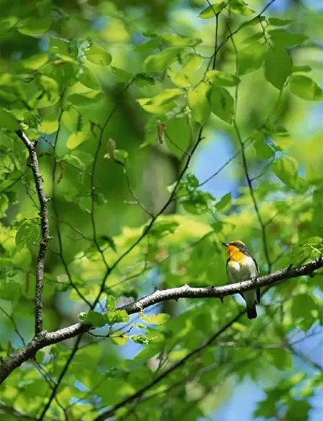 Личный опыт применения техник в аутотренинге