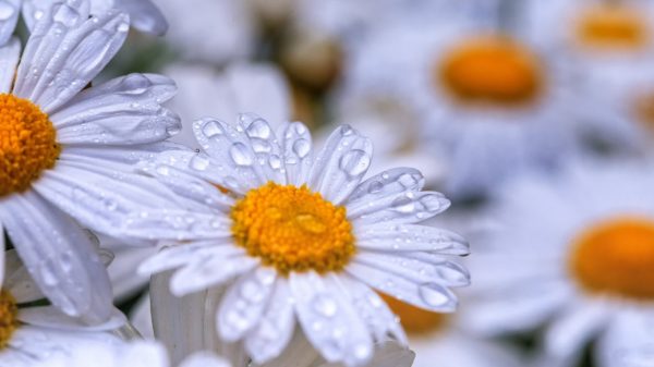 Как я уверовал в силу трав