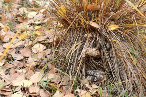 На природе с классикой. Борьба с тревожностью и депрессией